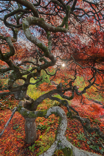 Spirit Tree