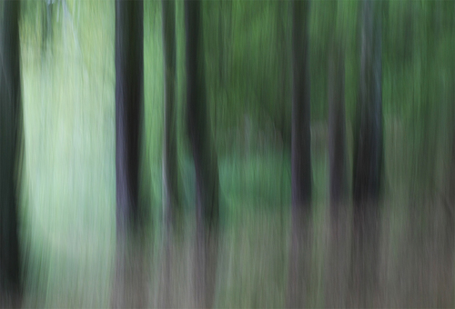 Green forest