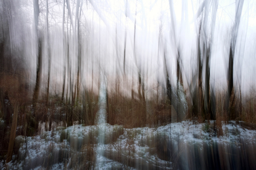 Frozen Forest