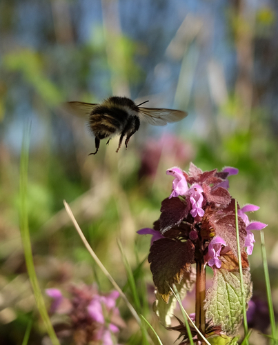 Bee and Flower