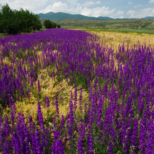 Late spring nearby the pass