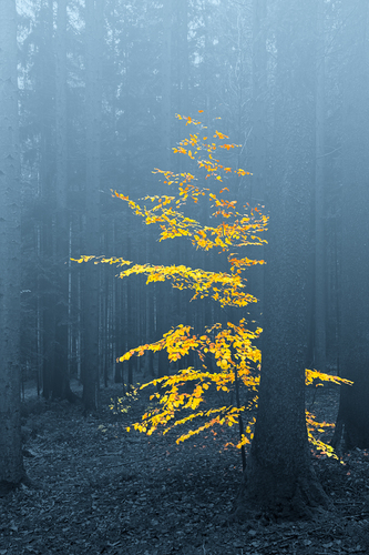 Dancer in the Forest