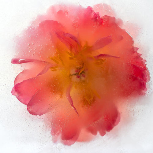 Frozen Delight
