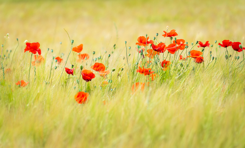 Poppy Love