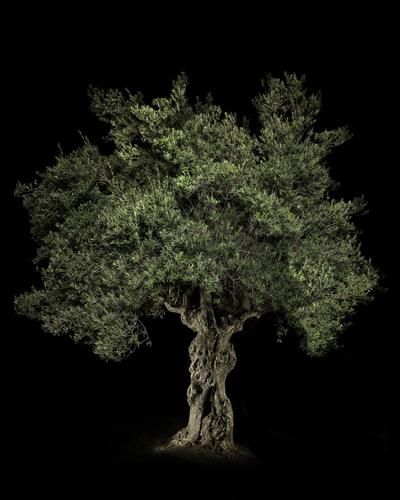 Old Olive Tree