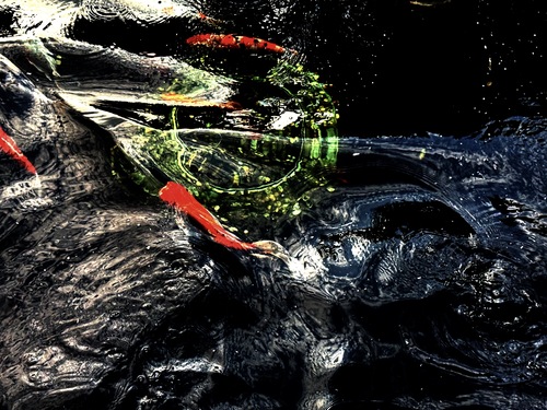 Glistening Dancers of the Water