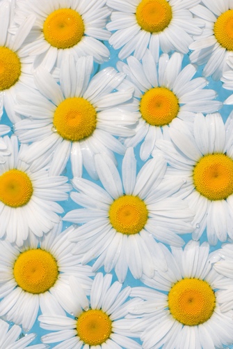 Daisy Collage