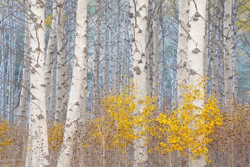 Aspens And The Blue Light