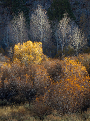 Autumn Aglow