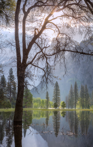 Morning Has Broken