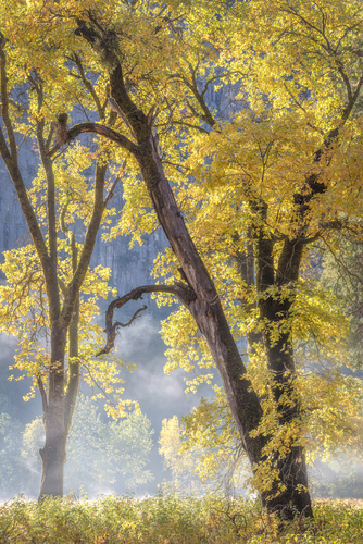 Beneath The Oaks