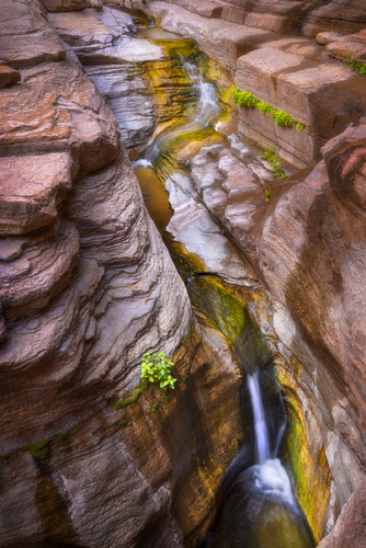 Oasis