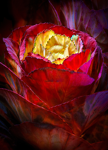 Cabbage flower