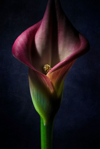 Calla