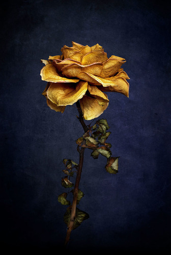 Old Mini Rose