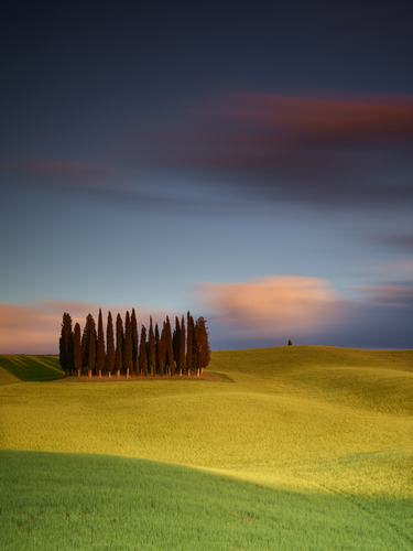 cipressini