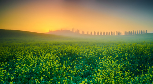 Tuscan Lights