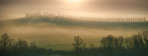 cipressini nebbiosi