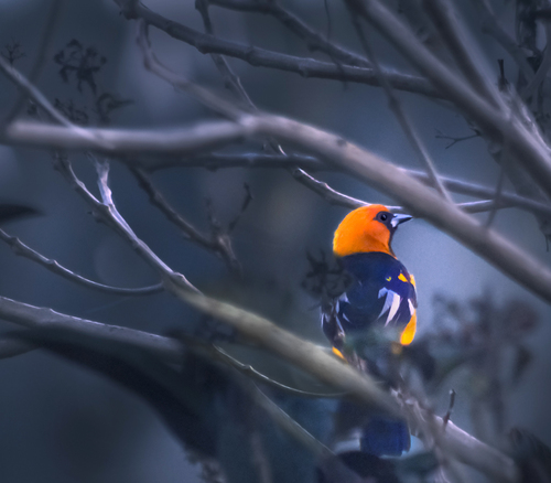 Oriole