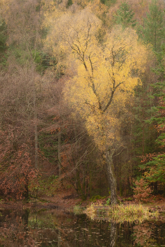 Splendid Yellow 