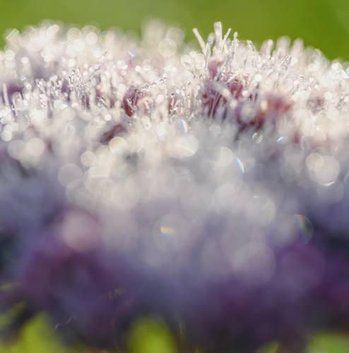 Morning dew 