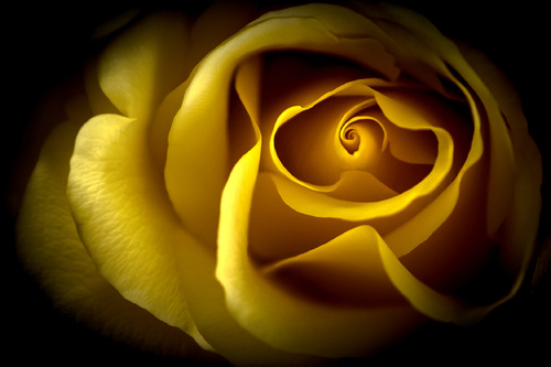Golden Spiral