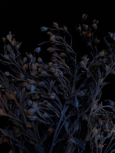 Flowers on black