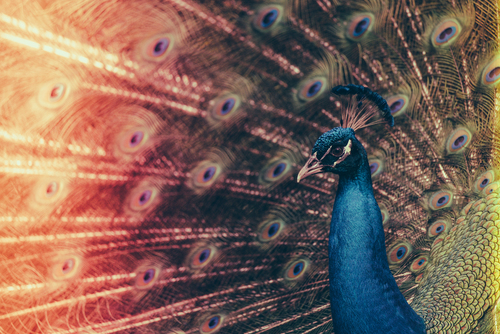 Plummage