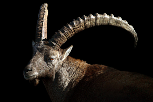 Ibex