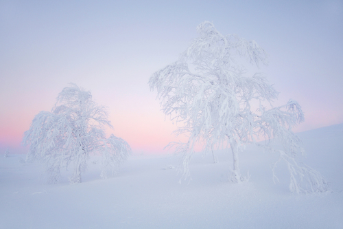 Kaamos
