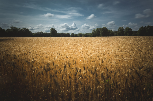 Amber Waves of Grain