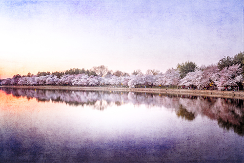 Good Morning Cherry Blossoms