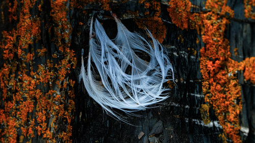 The hiding place