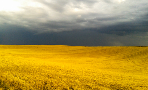 Storm over yellow field