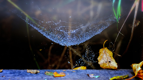 String of pearls