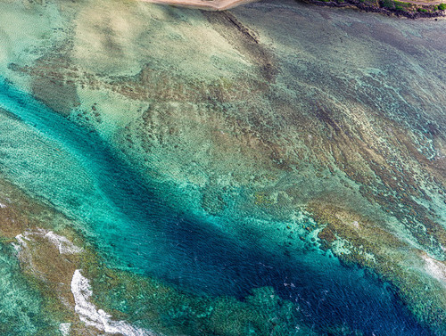 Coral Reef Molokai #2