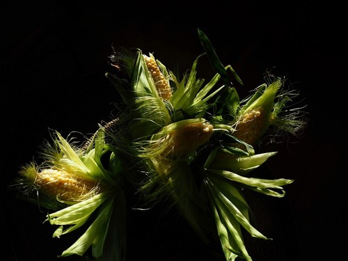 Corn