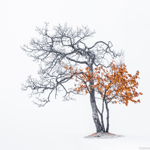 Winter Tree