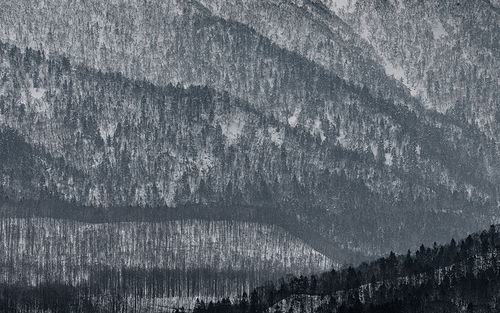 Forrest