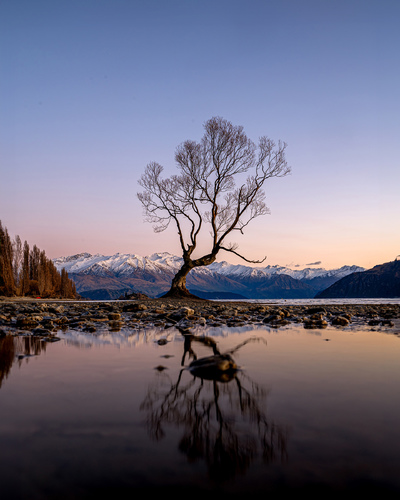 Lone Tree