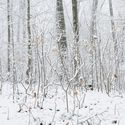 Snow
