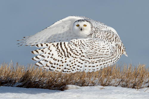 Snowy Dance