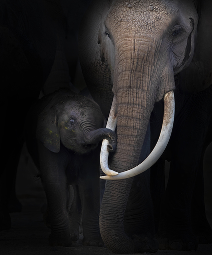 Intimacy in Amboseli