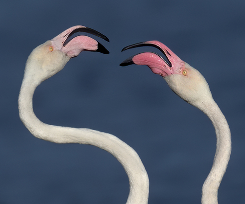 Greater Flamingo Pair