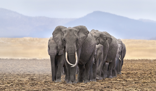 Elephants of Amboseli