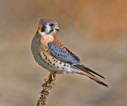 Kestrel in the Wind