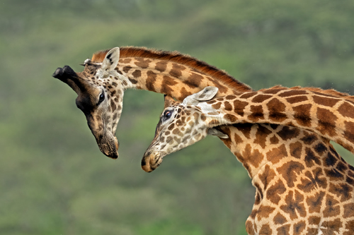 Masai Giraffe