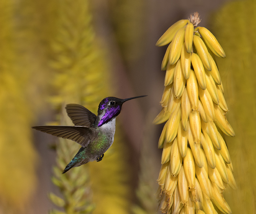 The Color of a Hummer