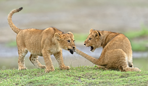 Cubs at Play