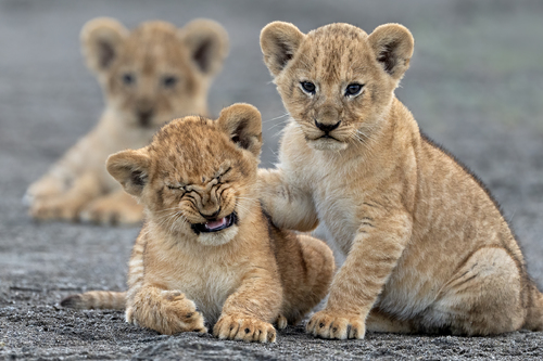 Lion Cub Antics
